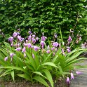 Bletilla striata (2)